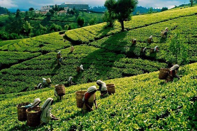 4 Days Essence Of Sri Lanka - What Makes This Tour Stand Out?