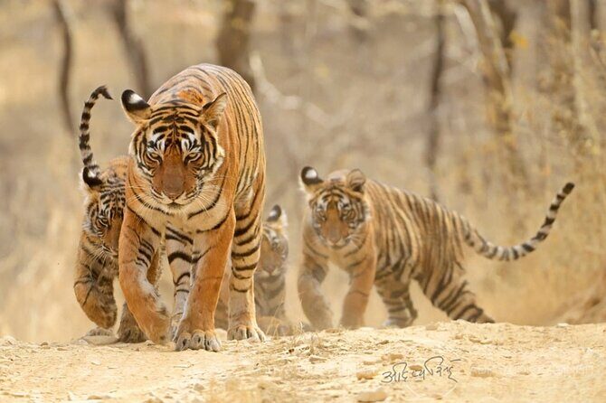 4 Days: Jaipur, Ranthambore Tigers & Taj Mahal Tour From Jaipur With Delhi Drop - Deep Dive into the Itinerary