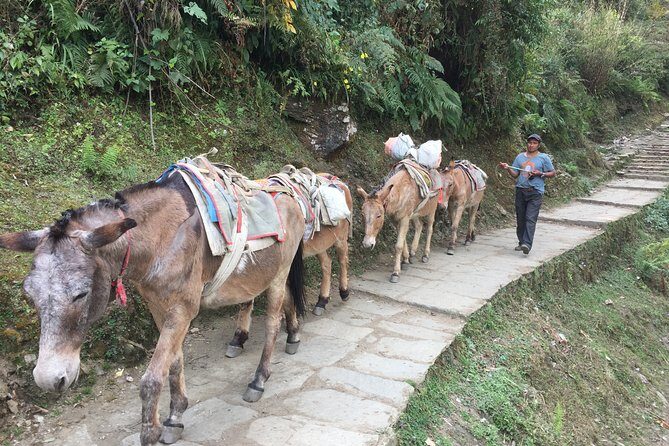 4 Days Poon Hill Trek - Final Thoughts