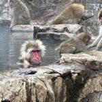 4-hour Snow Monkey Park Tour, From/To Tokyo, 2-12 guests - Who Will Love This Tour?
