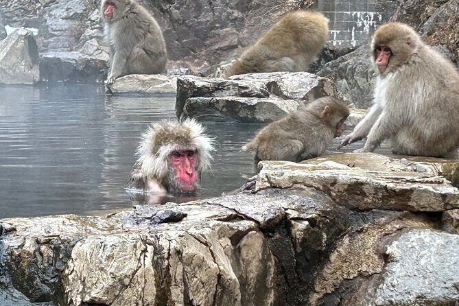 4-hour Snow Monkey Park Tour, From/To Tokyo, 2-12 guests - Who Will Love This Tour?
