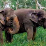 4-Hours Phuket Ethical Elephant Sanctuary Tour with Lunch - Practical Details and What to Expect