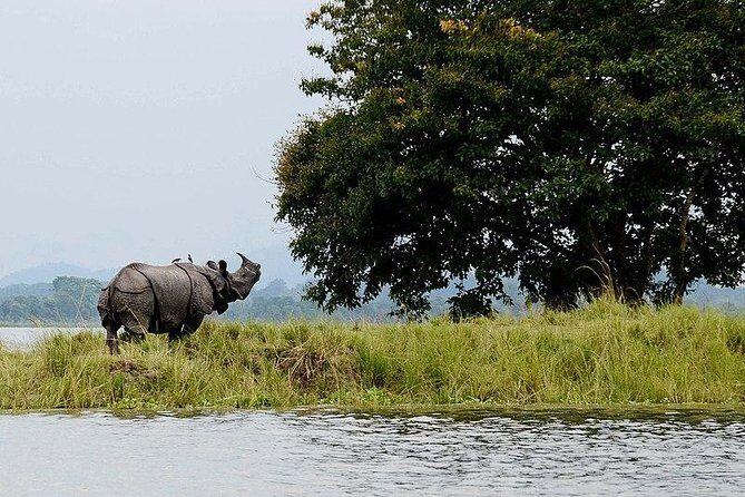 4D/3N Kaziranga safari special - An In-Depth Look at the 4D/3N Kaziranga Safari Special