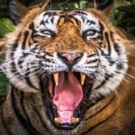 5 Day Delhi Agra Jaipur with Ranthambore-Taj Mahal Sunrise/Sunset - Final Thoughts