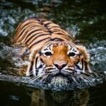 5 Day Golden Triangle with Ranthambore Tigers-Taj Sunrise/Sunset - The Experience You’ll Want to Know About