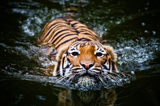 5 Day Golden Triangle with Ranthambore Tigers-Taj Sunrise/Sunset - The Experience You’ll Want to Know About