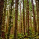 5-Day Olympic Backpacking - Hoh Rainforest and the Blue Glacier - What’s Included & What You’ll Need to Consider