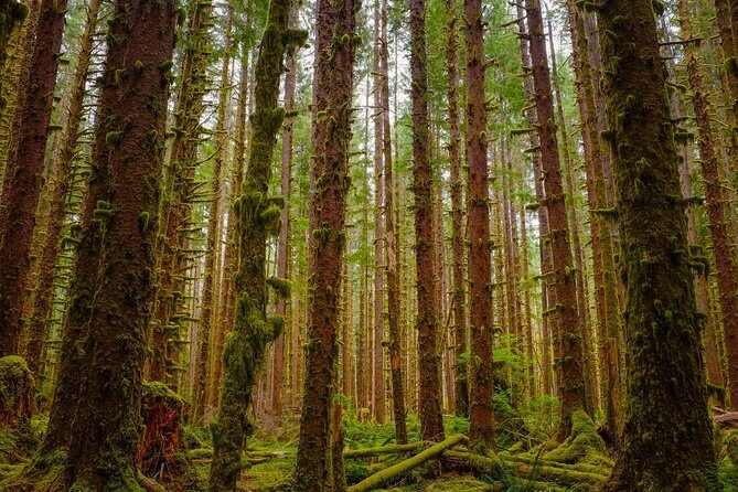 5-Day Olympic Backpacking - Hoh Rainforest and the Blue Glacier - What’s Included & What You’ll Need to Consider
