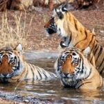 5-Day Private Delhi, Agra and Jaipur with Ranthambhore Tiger Tour From Delhi - Frequently Asked Questions