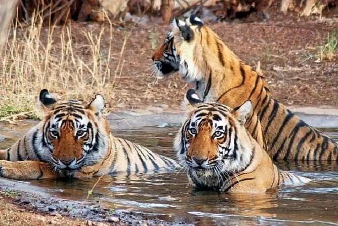 5-Day Private Delhi, Agra and Jaipur with Ranthambhore Tiger Tour From Delhi - Frequently Asked Questions