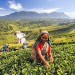 5-Day Sri Lanka Central Highlands Tour - Practical Tips for Travelers