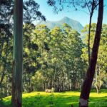 5 Days Budget Kerala Tour Packages by Sanguine Holidays - Day 2: The Heart of Munnar’s Nature & Tea Heritage