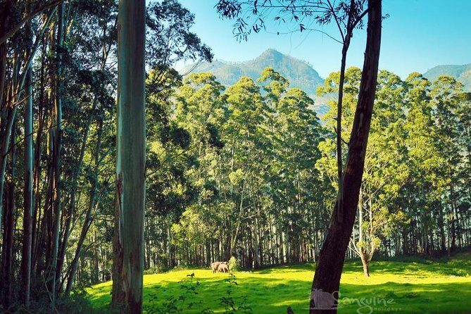 5 Days Budget Kerala Tour Packages by Sanguine Holidays - Day 2: The Heart of Munnar’s Nature & Tea Heritage