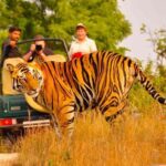 5 Days Golden Triangle Tour with Ranthambore Delhi Agra Jaipur - The Practical Value and Cost Analysis