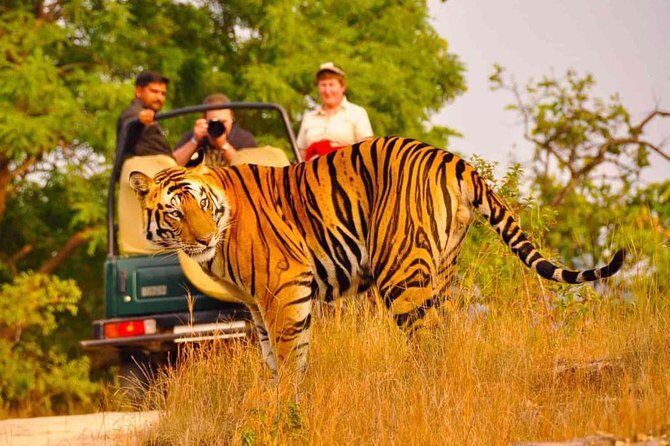 5 Days Golden Triangle Tour with Ranthambore Delhi Agra Jaipur - The Practical Value and Cost Analysis