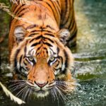 5 Days Golden Triangle with Ranthambore (Delhi Agra Jaipur Ranthambore Tour) - Frequently Asked Questions