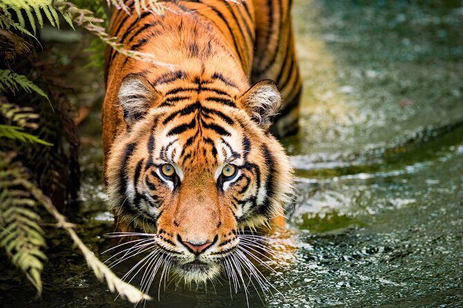 5 Days Golden Triangle with Ranthambore (Delhi Agra Jaipur Ranthambore Tour) - Frequently Asked Questions