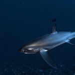 5 Fun Dives in Nusa Lembongan (for certified divers) - Swim with a Mola Mola - The Guides & Facilities: Why They Matter
