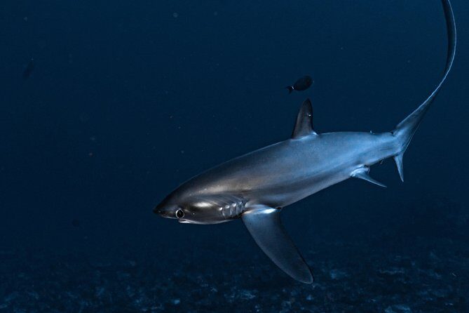 5 Fun Dives in Nusa Lembongan (for certified divers) - Swim with a Mola Mola - The Guides & Facilities: Why They Matter