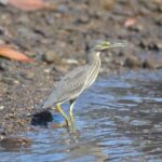 5 Hours Sharing Basis Kilim Mangrove Safari Boat Tour in Langkawi - Kilim Geoforest Park: The Starting Point
