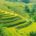 5 Hours Trekking with Terraced Rice Field in Sapa - A Deep Dive into the Experience