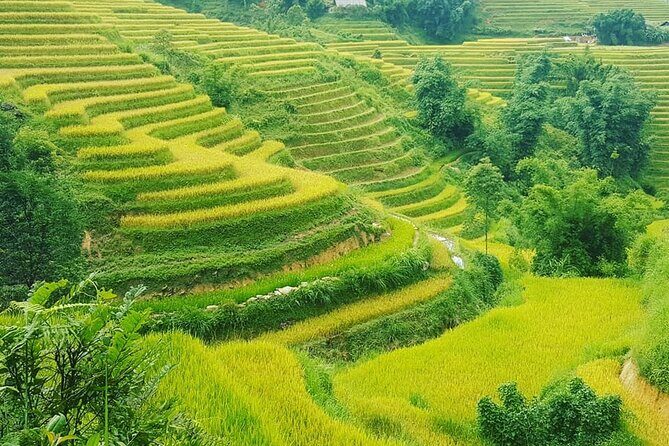 5 Hours Trekking with Terraced Rice Field in Sapa - A Deep Dive into the Experience