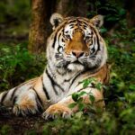 5 Nights 6 Days Private Golden Triangle Tour with Ranthambore - What Makes This Tour Stand Out?