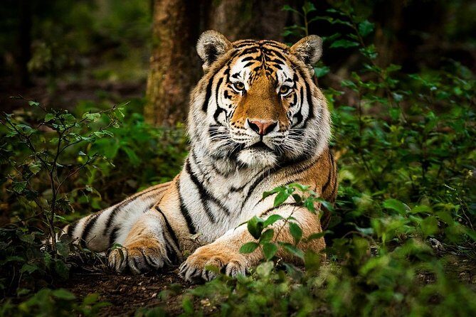 5 Nights 6 Days Private Golden Triangle Tour with Ranthambore - What Makes This Tour Stand Out?