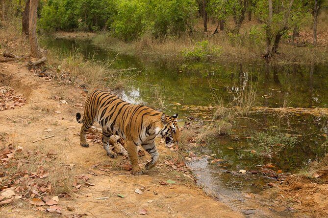 6 Day Private Tour of Taj with Glimpse of Tiger & Culture of Rajasthan - The Practical Side: Transportation, Hotels, and Value
