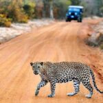 6 Day Round Tour in Sri Lanka With Chauffeur - Who Is This Tour Best For?