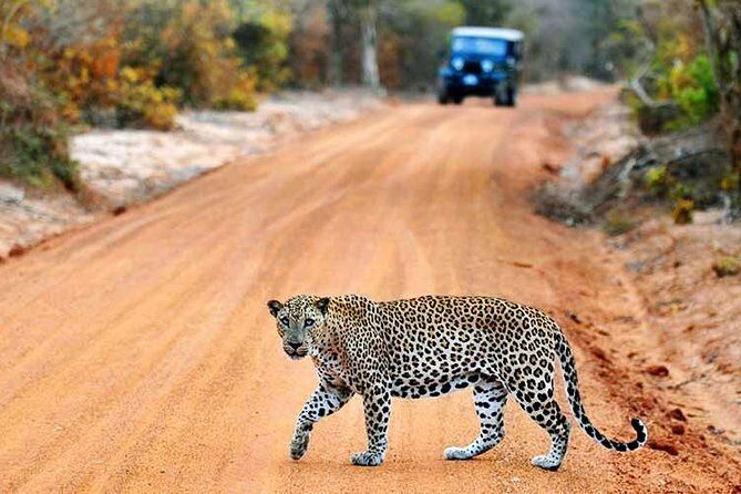 6 Day Round Tour in Sri Lanka With Chauffeur - Who Is This Tour Best For?