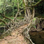 6-Day Tour of Exotic Northeast India: Mawsmai Caves, Double Decker Living Root Bridge and Kaziranga National Park - Authentic Insights from Reviews