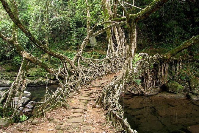 6-Day Tour of Exotic Northeast India: Mawsmai Caves, Double Decker Living Root Bridge and Kaziranga National Park - Authentic Insights from Reviews