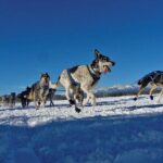6 Day Winter Wonderland Tour in Yellowstone National Park - Price & Value