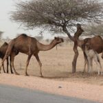 6 Days Golden Triangle Tour with Pushkar from Delhi - Authentic Insights from Reviewers
