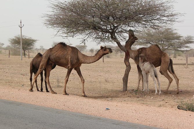 6 Days Golden Triangle Tour with Pushkar from Delhi - Authentic Insights from Reviewers