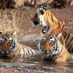 6 Days Golden Triangle Tour with Ranthambore: Delhi Agra Jaipur Ranthambore Tour - An In-Depth Look at the 6-Day Itinerary