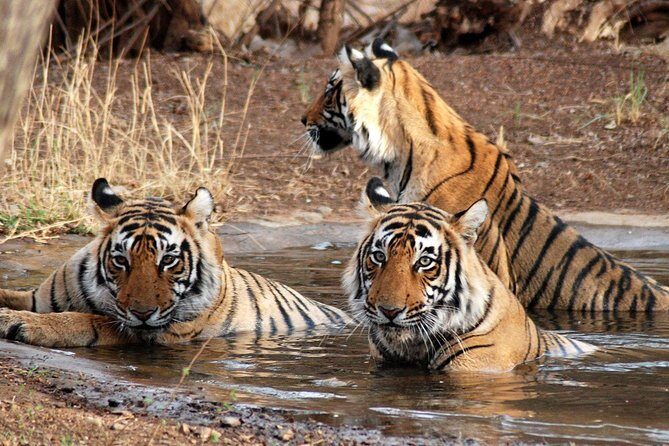 6 Days Golden Triangle Tour with Ranthambore: Delhi Agra Jaipur Ranthambore Tour - An In-Depth Look at the 6-Day Itinerary
