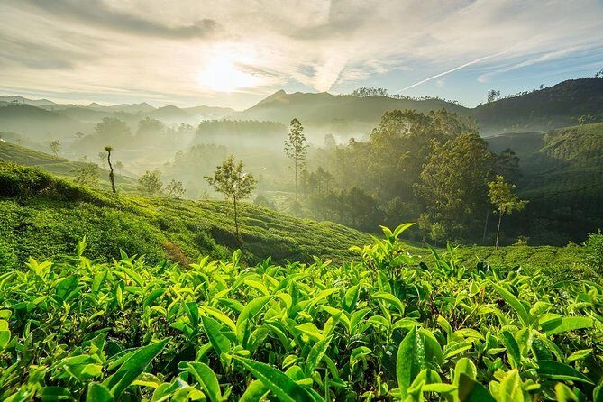6 Days Private Tour Kerala Natural Retreat - Wildlife and Wilderness at Periyar
