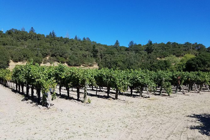 6 Hour Sonoma Pinot Noir and or Zinfandel Wine Tasting Tour - Practicalities and Tips