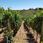 6 Hour Variety Wine Vineyard Tour in Napa Valley - Practical Tips for Planning