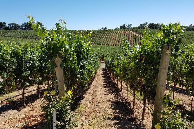 6 Hour Variety Wine Vineyard Tour in Napa Valley - Practical Tips for Planning