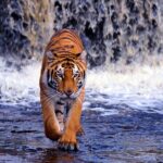 7 Day Golden Triangle with Ranthambore Tiger Tour. - The Experience in Perspective