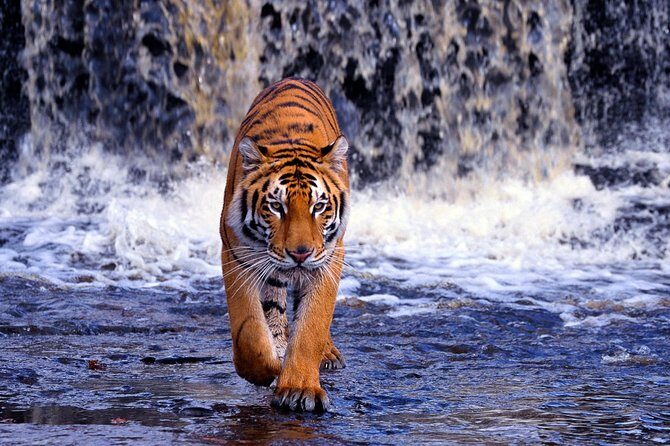 7 Day Golden Triangle with Ranthambore Tiger Tour. - The Experience in Perspective