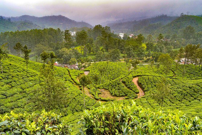 7 Days Kerala Tour- Munnar, Periyar, Houseboat & Varkala Beach - An In-Depth Look at the 7-Day Kerala Tour