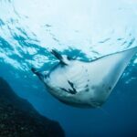 7 Fun Dives in Nusa Lembongan (for certified divers) - Premium Value Package - Exploring Nusa Lembongan’s Underwater World