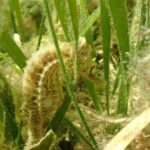 7 Hour Private Scalloping Package in Mangrove Point - The Authentic Touch: What Reviewers Love Most