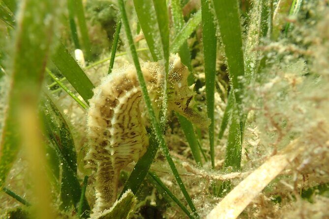 7 Hour Private Scalloping Package in Mangrove Point - The Authentic Touch: What Reviewers Love Most