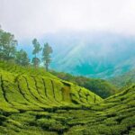 7-Night Kerala Tour to Kochi, Munnar, Periyar, Allepey and Kovalam - The Value of This Tour