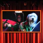 75-Minute Popovich Comedy Pet Theater in Las Vegas - The Practical Side: What You Need to Know